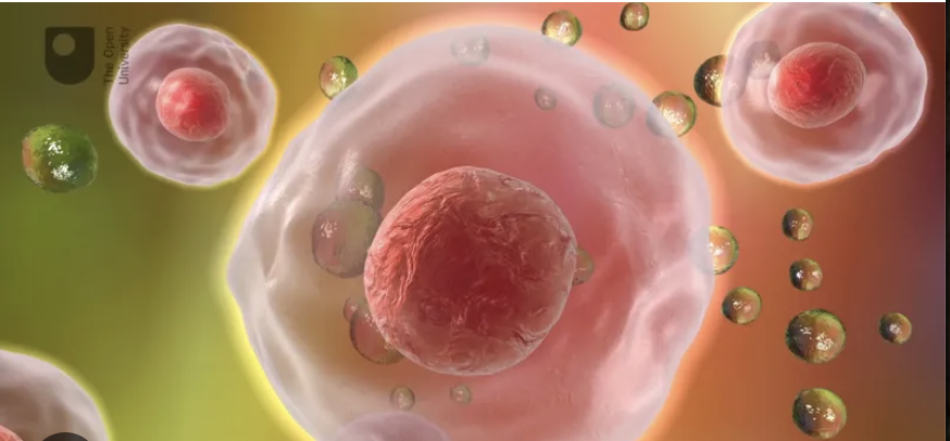 Microscopic view of cells supporting stem cell therapy research