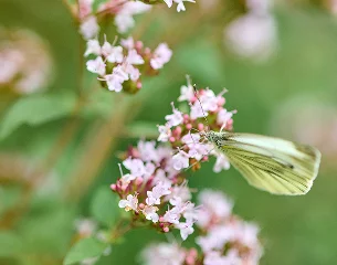 Cherry blossoms with a butterfly representing integrative longevity